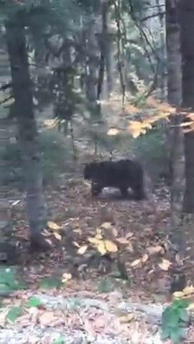Karabük'te ayıyla karşılaşanlar, kayda almak için yarıştı