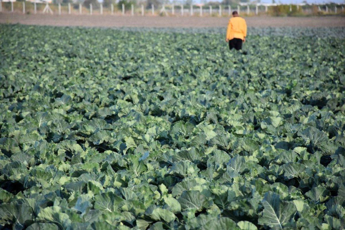 Hükümlüler, tarlada ekonomiye katkı sağlıyor