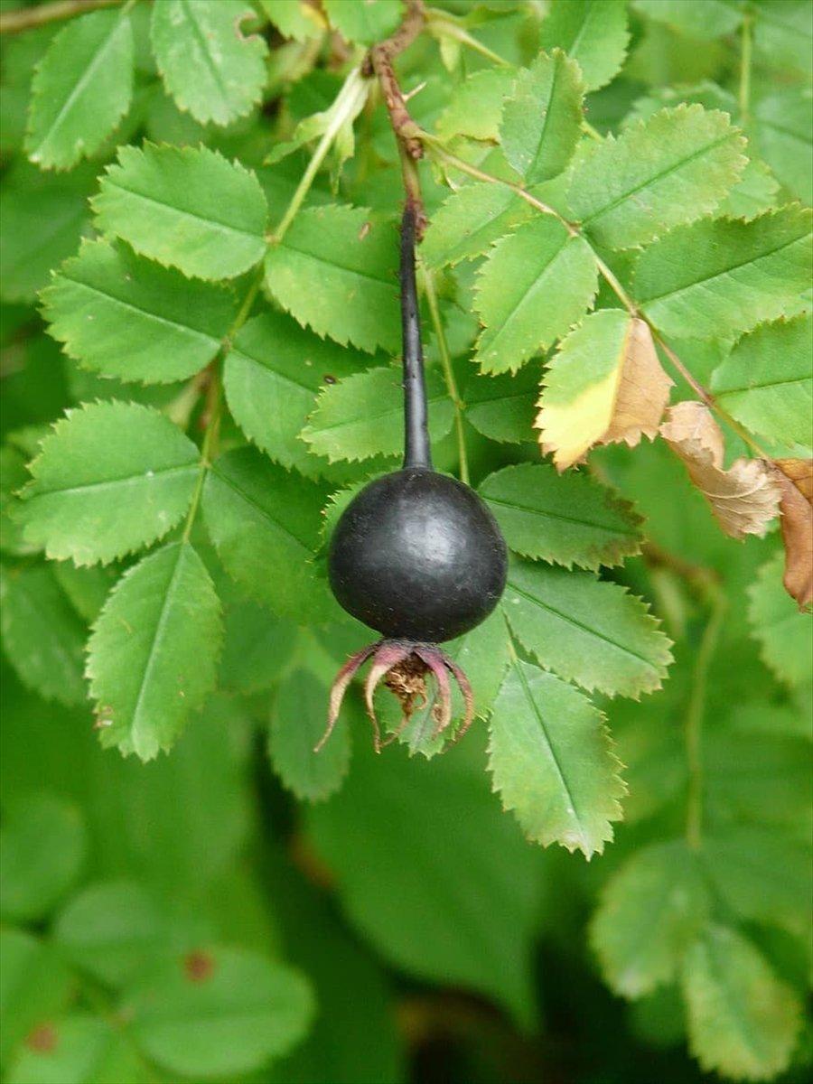 Siyah kuşburnu meme kanserini önlüyor