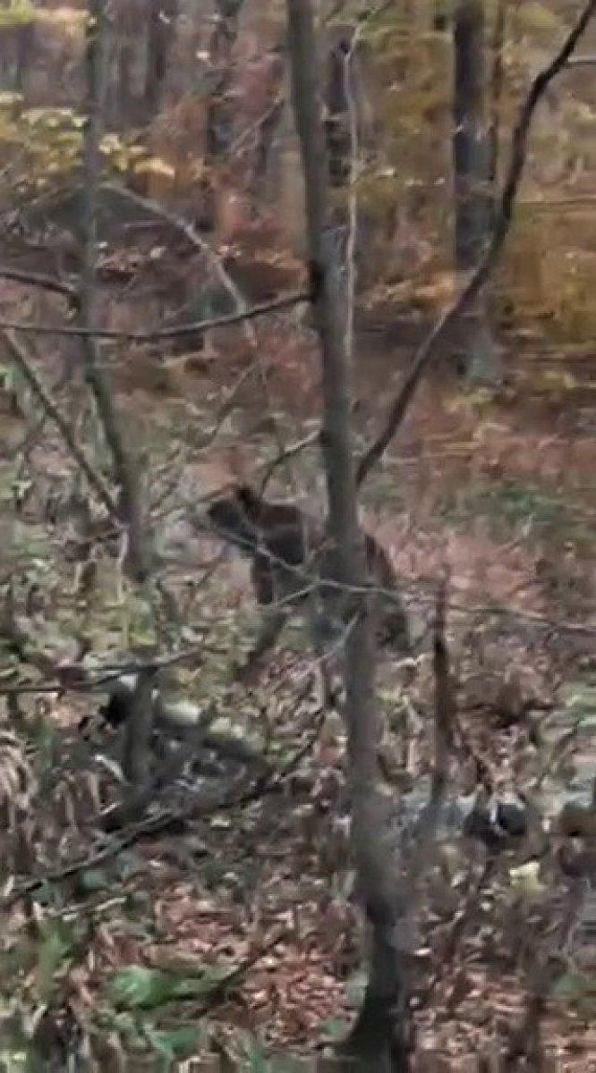 Karabük'te ayıyla karşılaşanlar, kayda almak için yarıştı