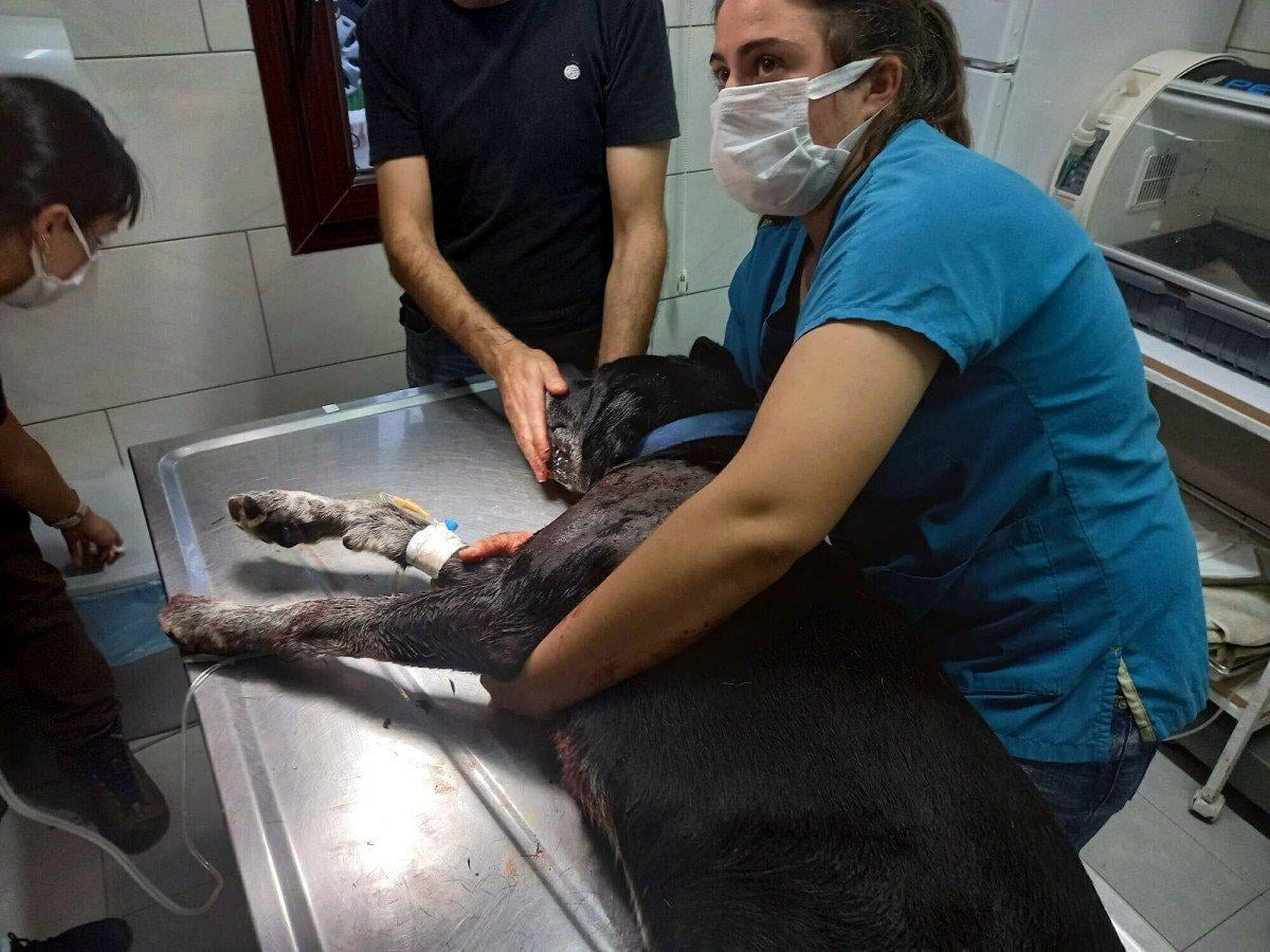 Muğla’da, kendisine havlayan köpeklere av tüfeği ile ateş açtı