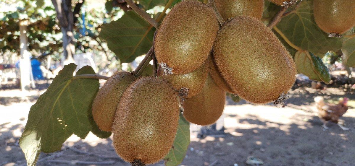 Kivi üretimi Orduluları memnun etti