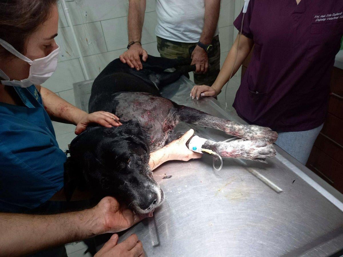 Muğla’da, kendisine havlayan köpeklere av tüfeği ile ateş açtı