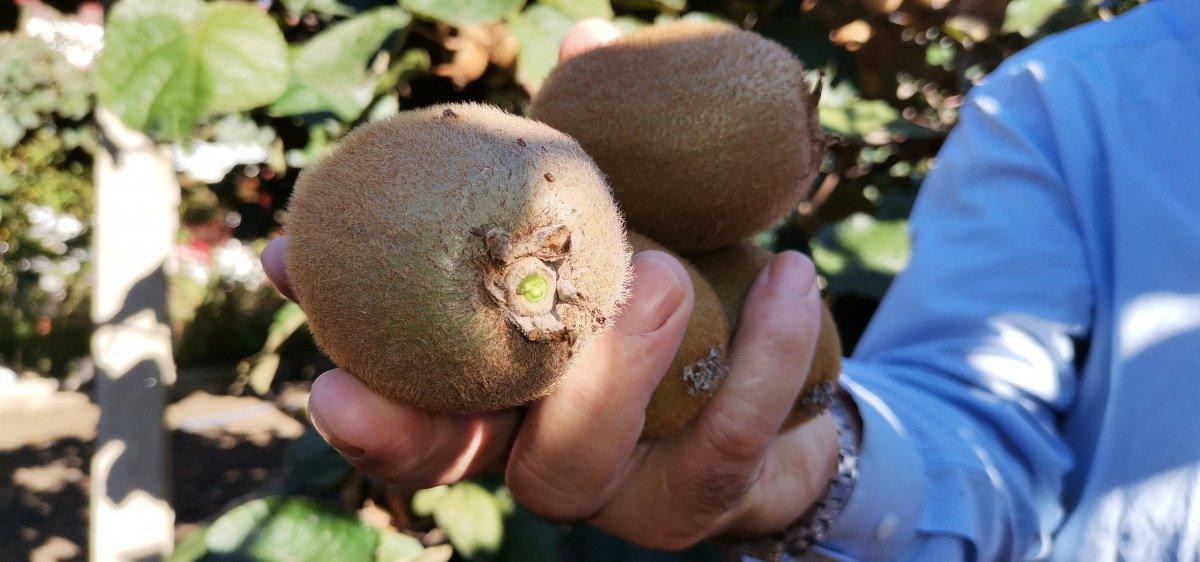 Kivi üretimi Orduluları memnun etti