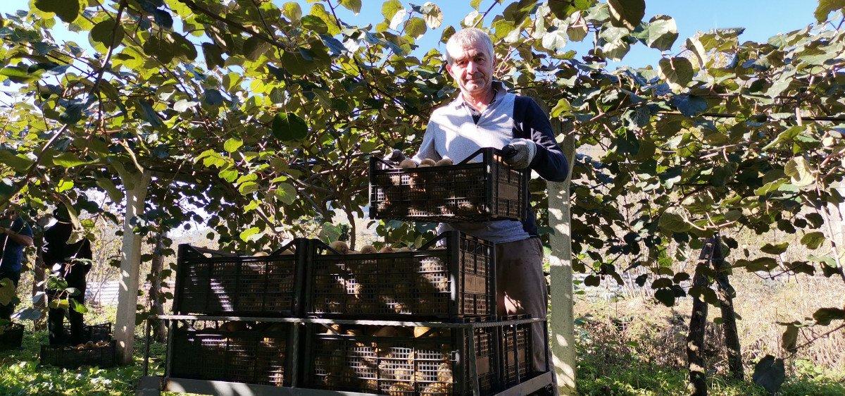 Kivi üretimi Orduluları memnun etti