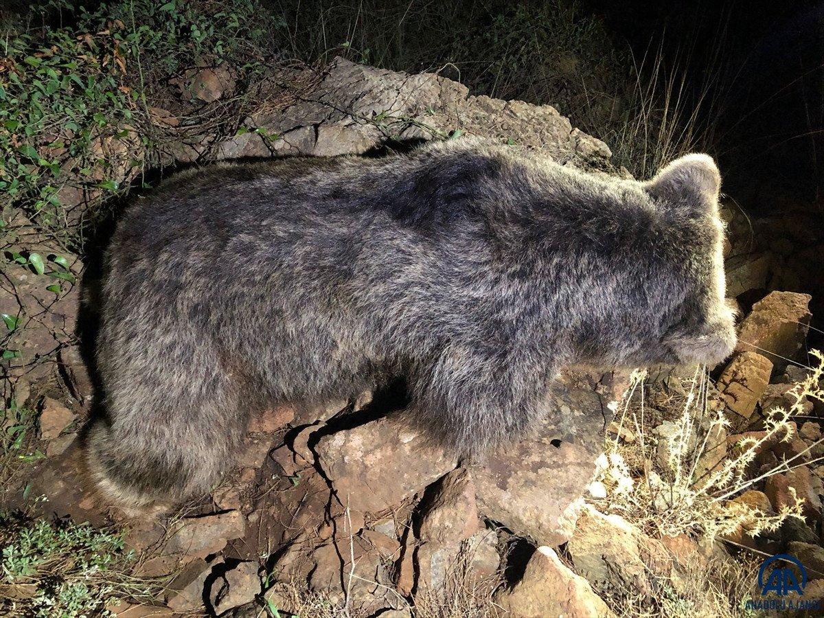Marmaris'te ormanlık alanda ölü ayı bulundu