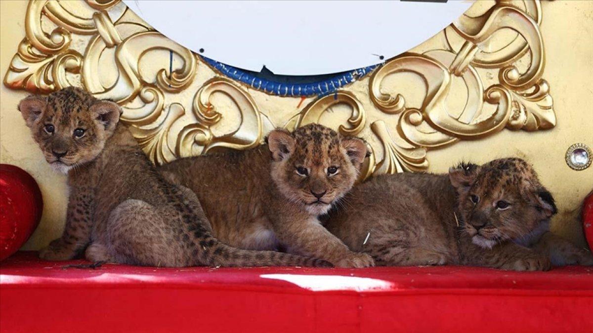 Ankara'da annelerinin sütü kestiği yavru aslanlara bakıcılar sahip çıktı