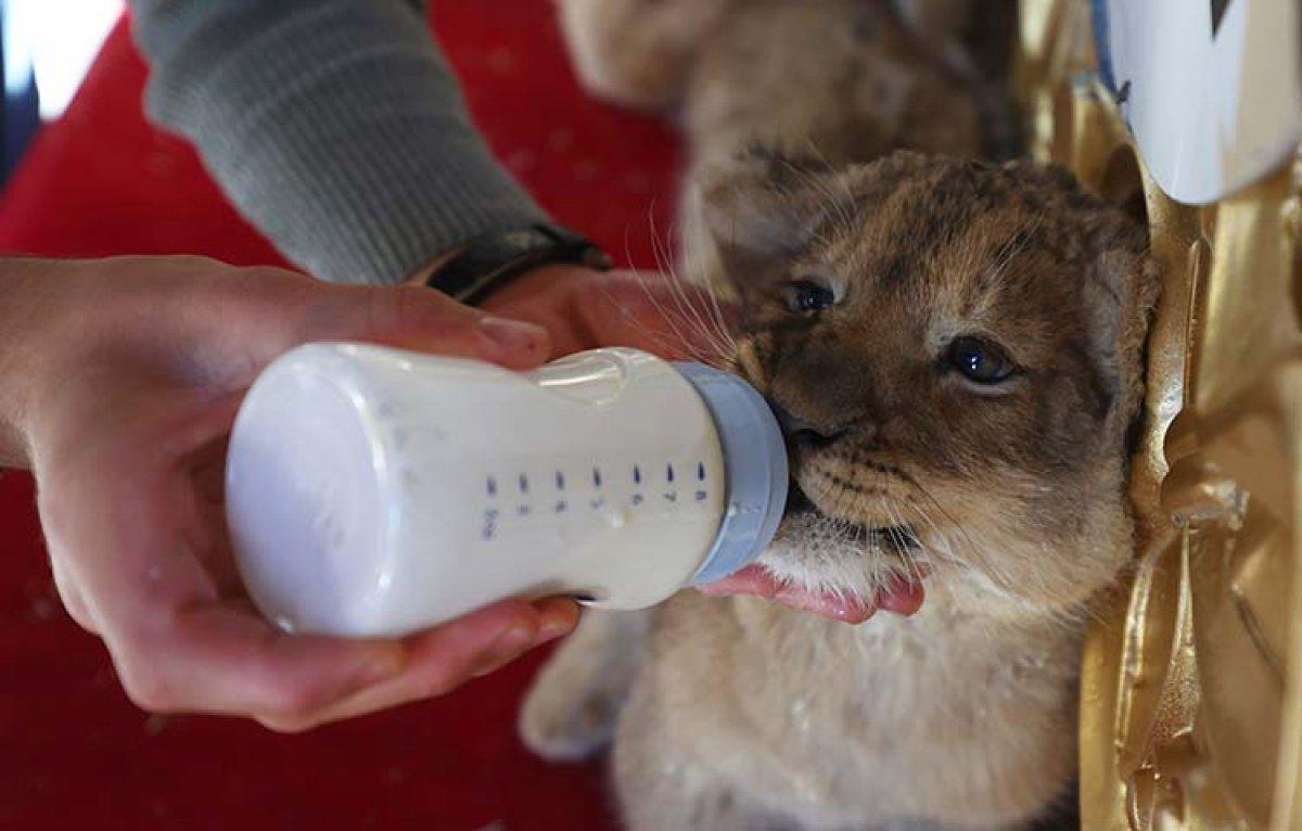 Ankara'da annelerinin sütü kestiği yavru aslanlara bakıcılar sahip çıktı