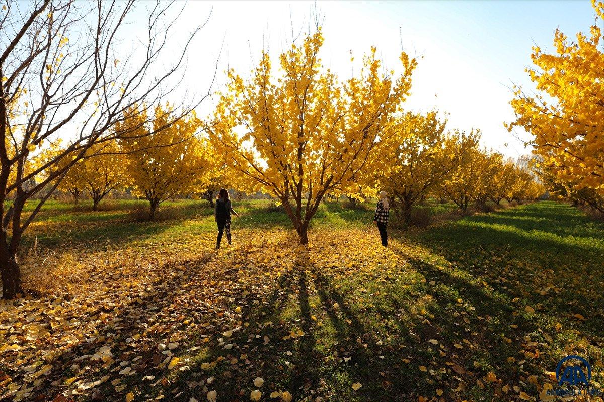 Ağrı Dağı eteklerindeki İrem Bağları'nda sonbahar güzelliği