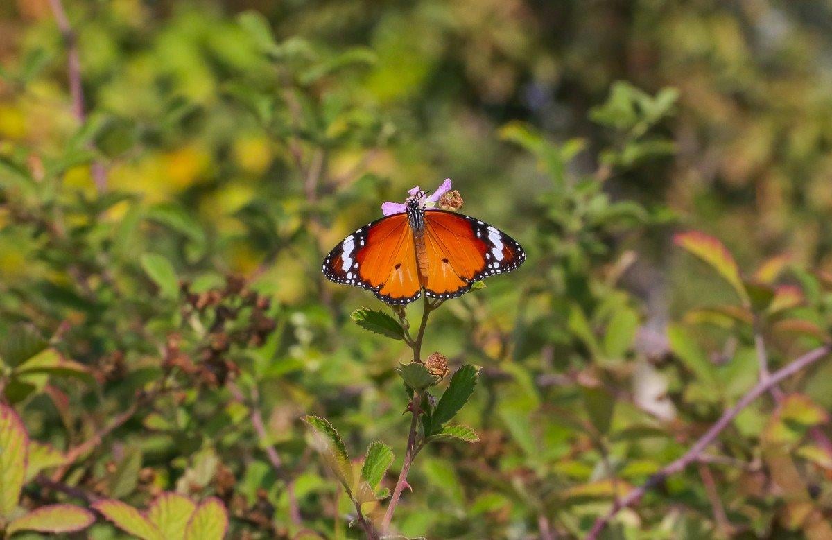 Diyarbakır Hevsel Bahçeleri'nde görsel şölen: Farklı türden kelebeklere ev sahipliği yapıyor