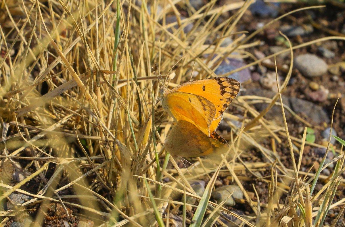 Diyarbakır Hevsel Bahçeleri'nde görsel şölen: Farklı türden kelebeklere ev sahipliği yapıyor