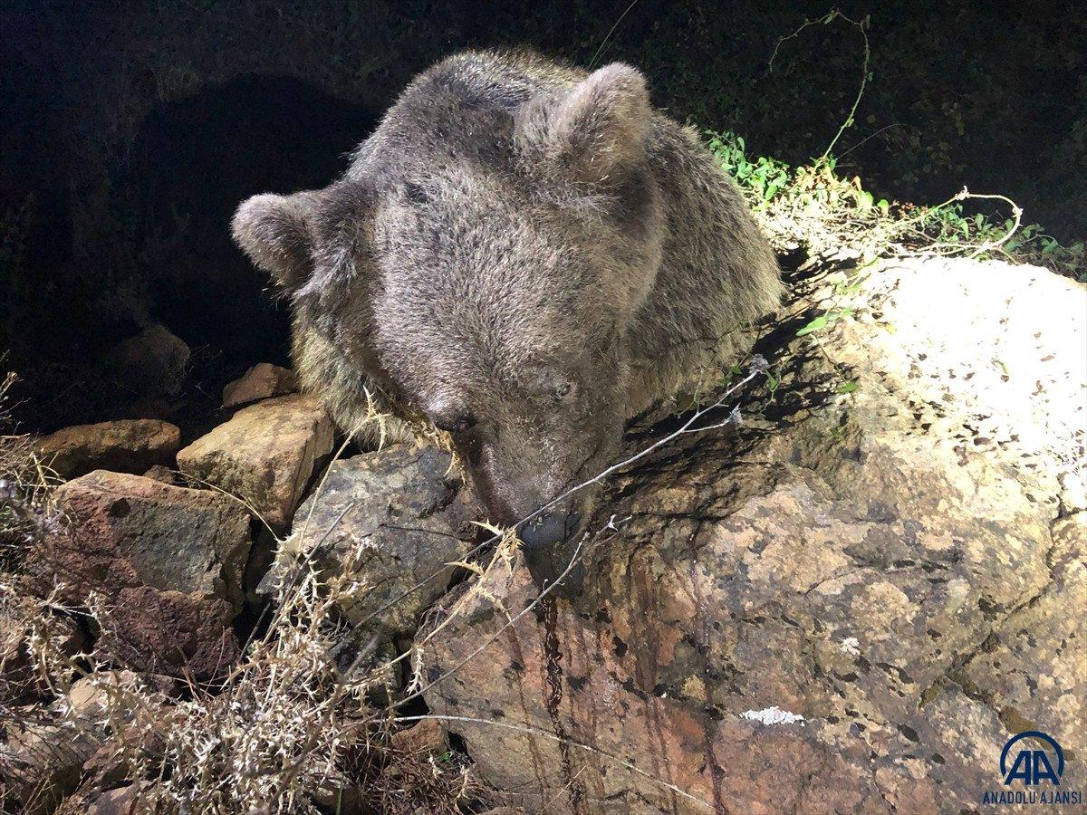 Marmaris'te ormanlık alanda ölü ayı bulundu