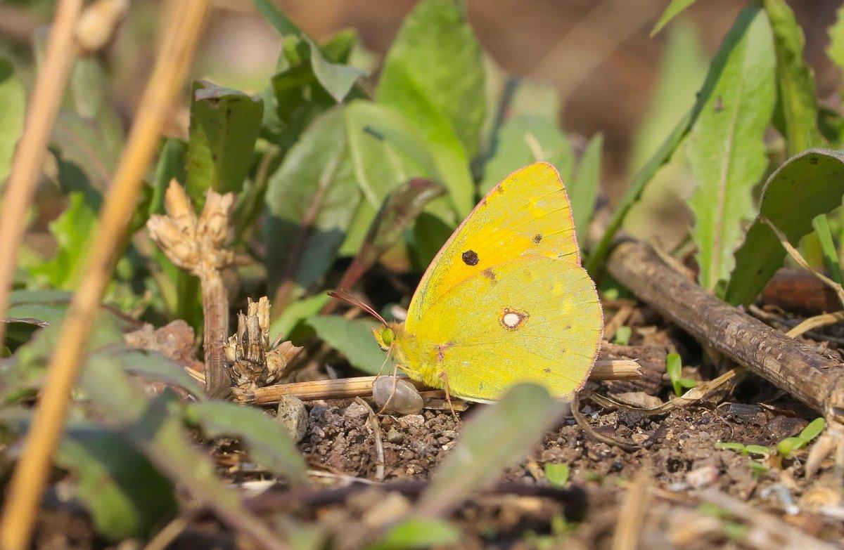 Diyarbakır Hevsel Bahçeleri'nde görsel şölen: Farklı türden kelebeklere ev sahipliği yapıyor