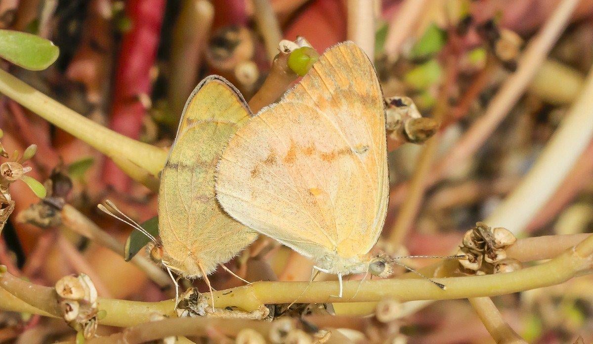Diyarbakır Hevsel Bahçeleri'nde görsel şölen: Farklı türden kelebeklere ev sahipliği yapıyor