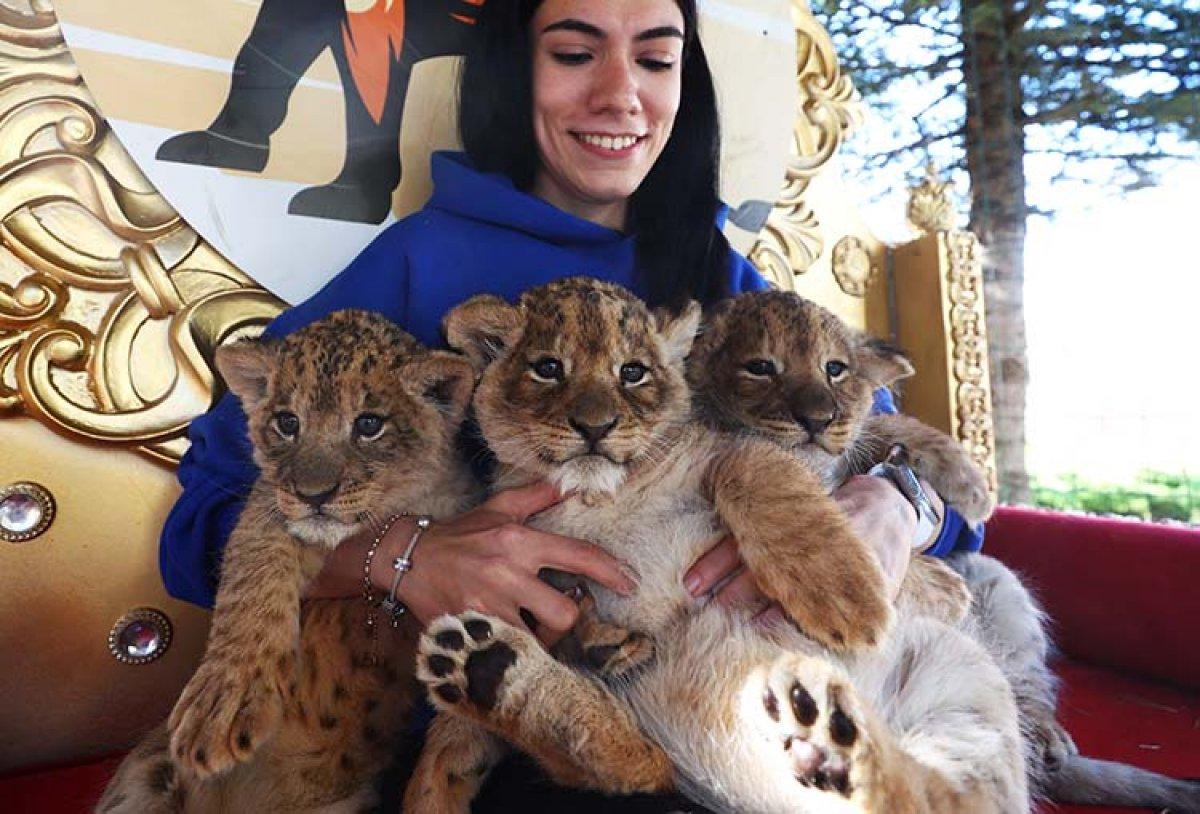 Ankara'da annelerinin sütü kestiği yavru aslanlara bakıcılar sahip çıktı