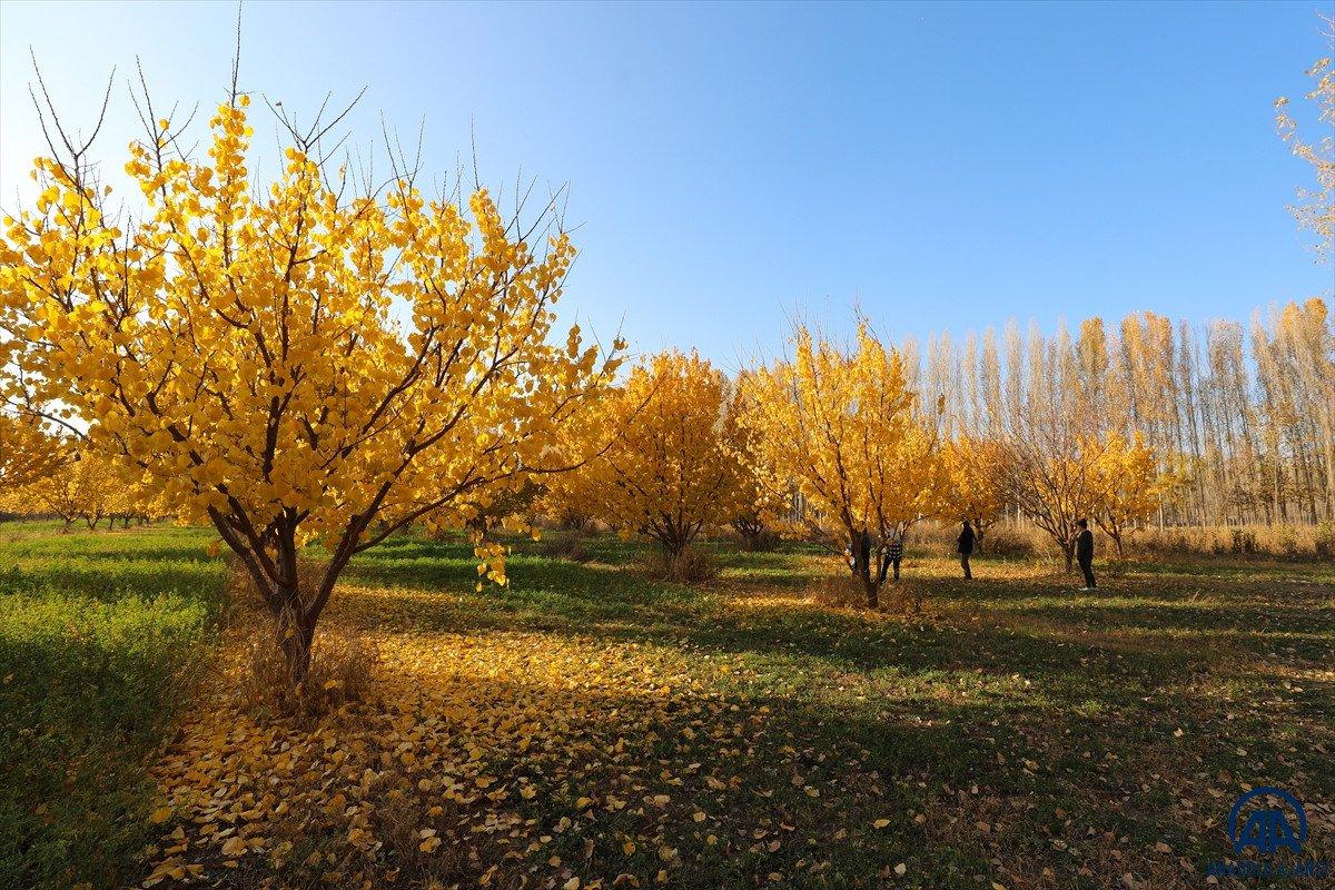 Ağrı Dağı eteklerindeki İrem Bağları'nda sonbahar güzelliği