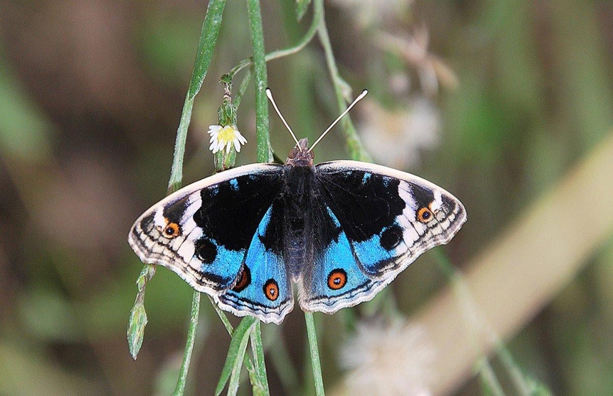 Diyarbakır Hevsel Bahçeleri'nde görsel şölen: Farklı türden kelebeklere ev sahipliği yapıyor