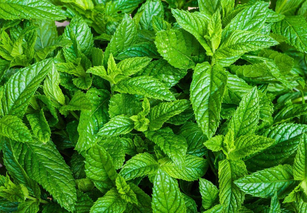 Soğandan biberiyeye 10 sağlıklı ve lezzetli ot