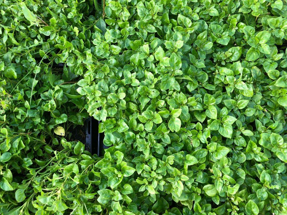 Soğandan biberiyeye 10 sağlıklı ve lezzetli ot