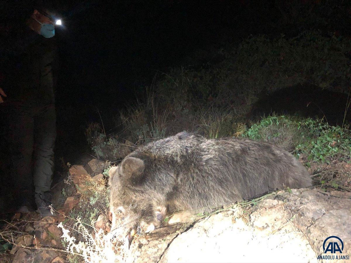 Marmaris'te ormanlık alanda ölü ayı bulundu