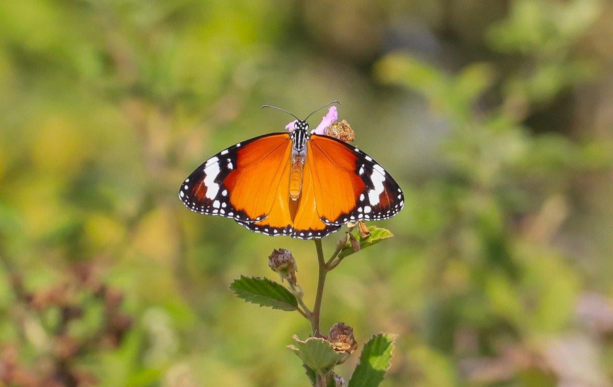 Diyarbakır Hevsel Bahçeleri'nde görsel şölen: Farklı türden kelebeklere ev sahipliği yapıyor