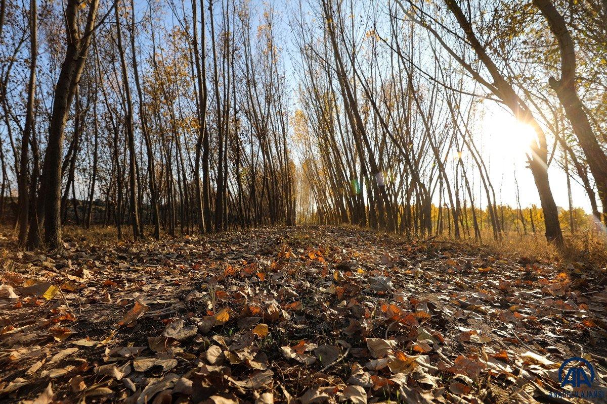 Ağrı Dağı eteklerindeki İrem Bağları'nda sonbahar güzelliği