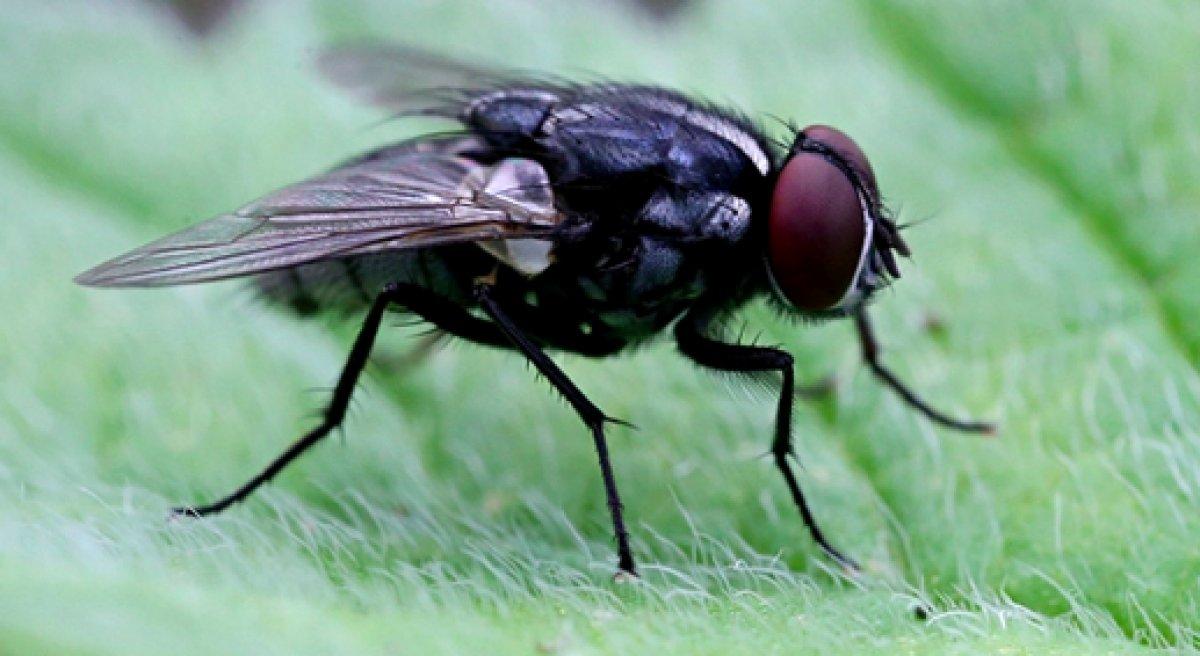 Zombi Mantarı, erkek sinekleri ölü dişilerle çiftleştiriyor