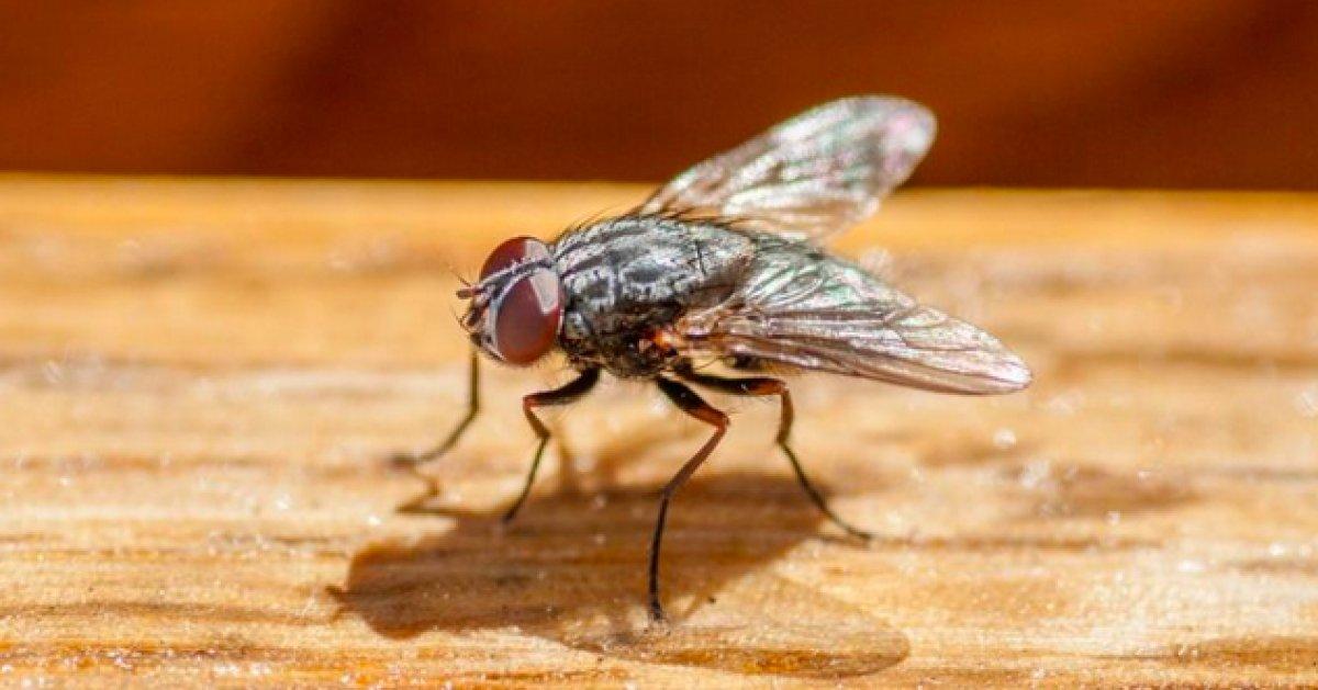 Zombi Mantarı, erkek sinekleri ölü dişilerle çiftleştiriyor