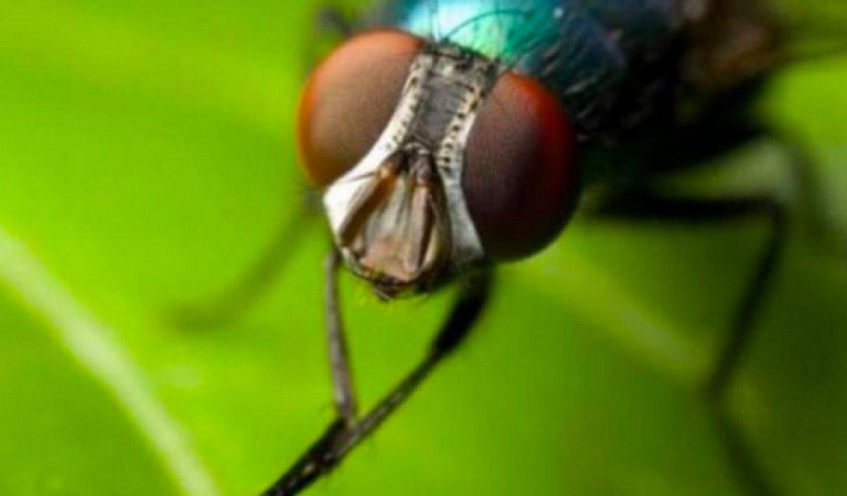 Zombi Mantarı, erkek sinekleri ölü dişilerle çiftleştiriyor