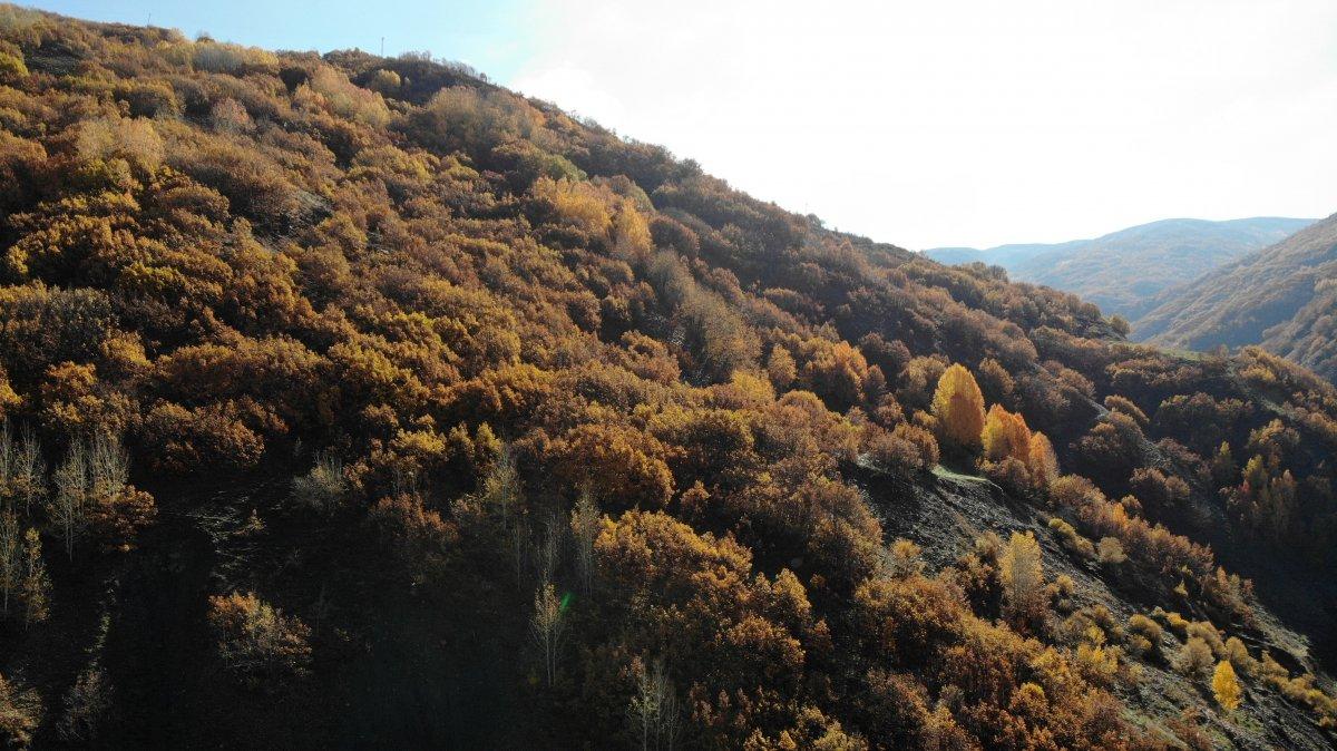 Muş'ta sonbahar, kartpostallık görüntüler oluşturdu