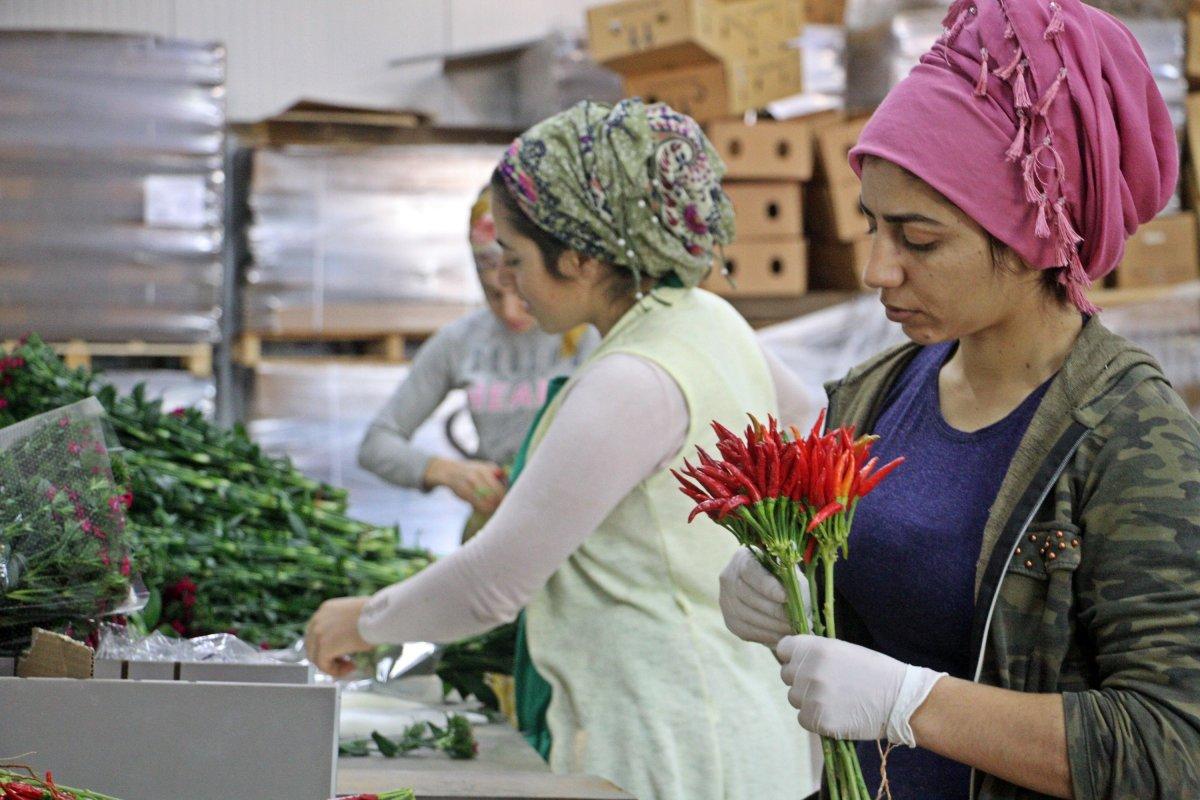 Avrupa'nın yılbaşı çiçekleri Antalya'da hazırlanıyor