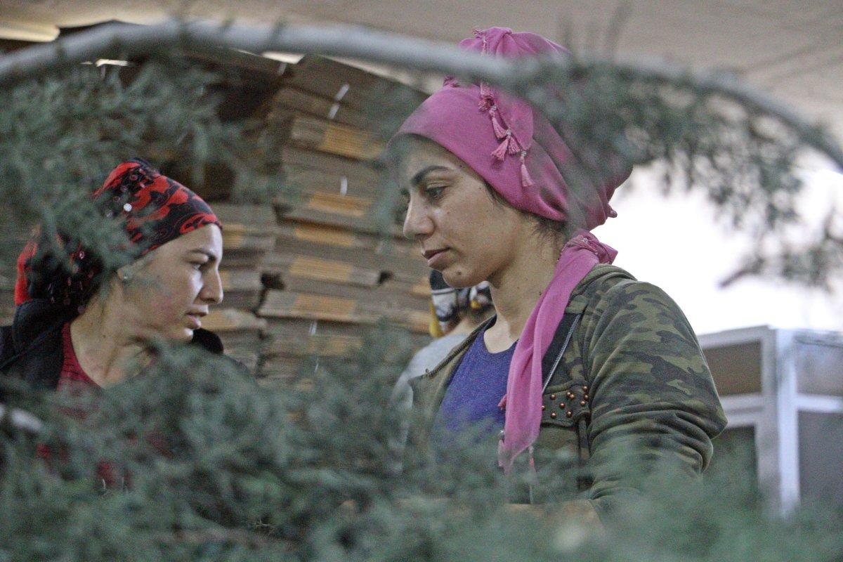 Avrupa'nın yılbaşı çiçekleri Antalya'da hazırlanıyor