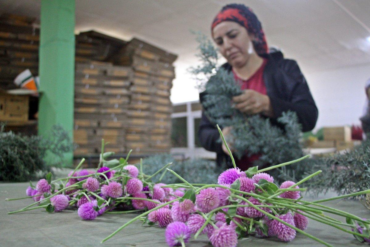 Avrupa'nın yılbaşı çiçekleri Antalya'da hazırlanıyor