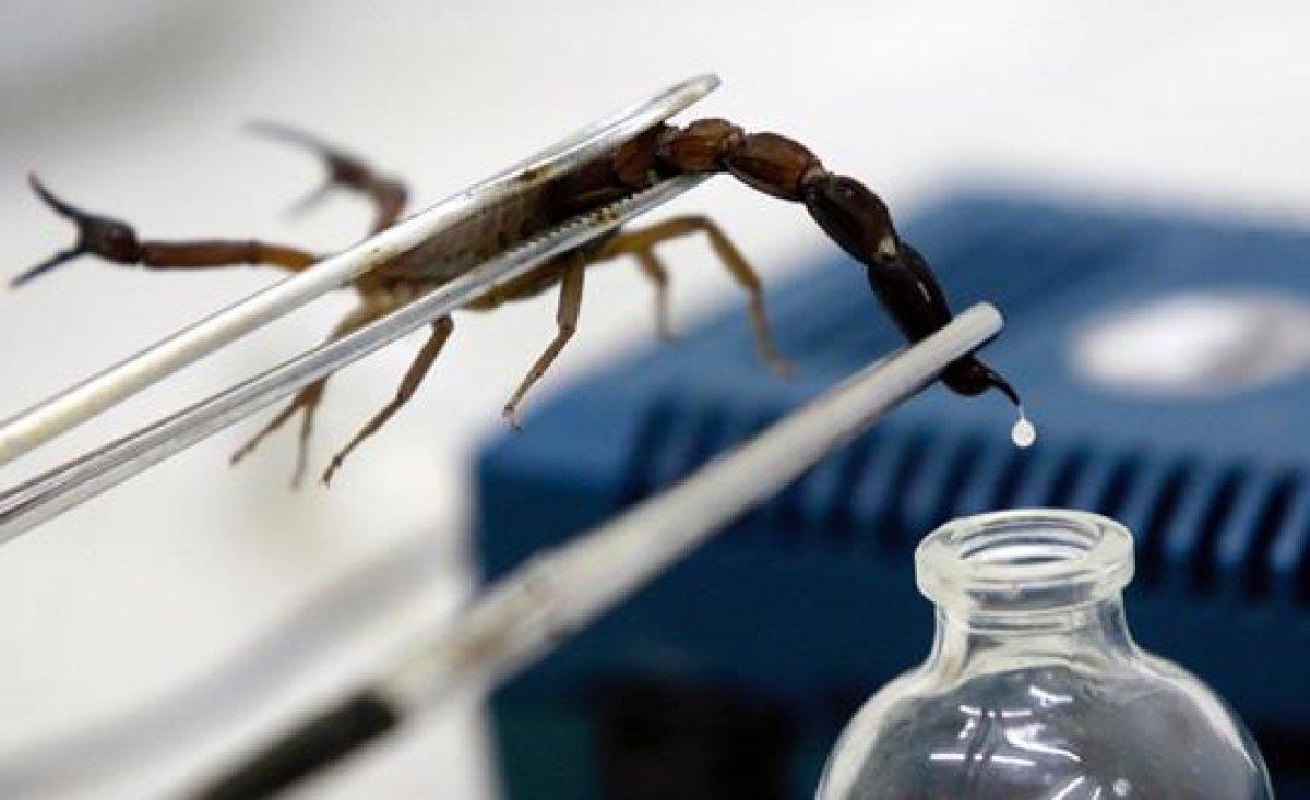 Koronavirüse karşı yeni umut: Akrep zehri