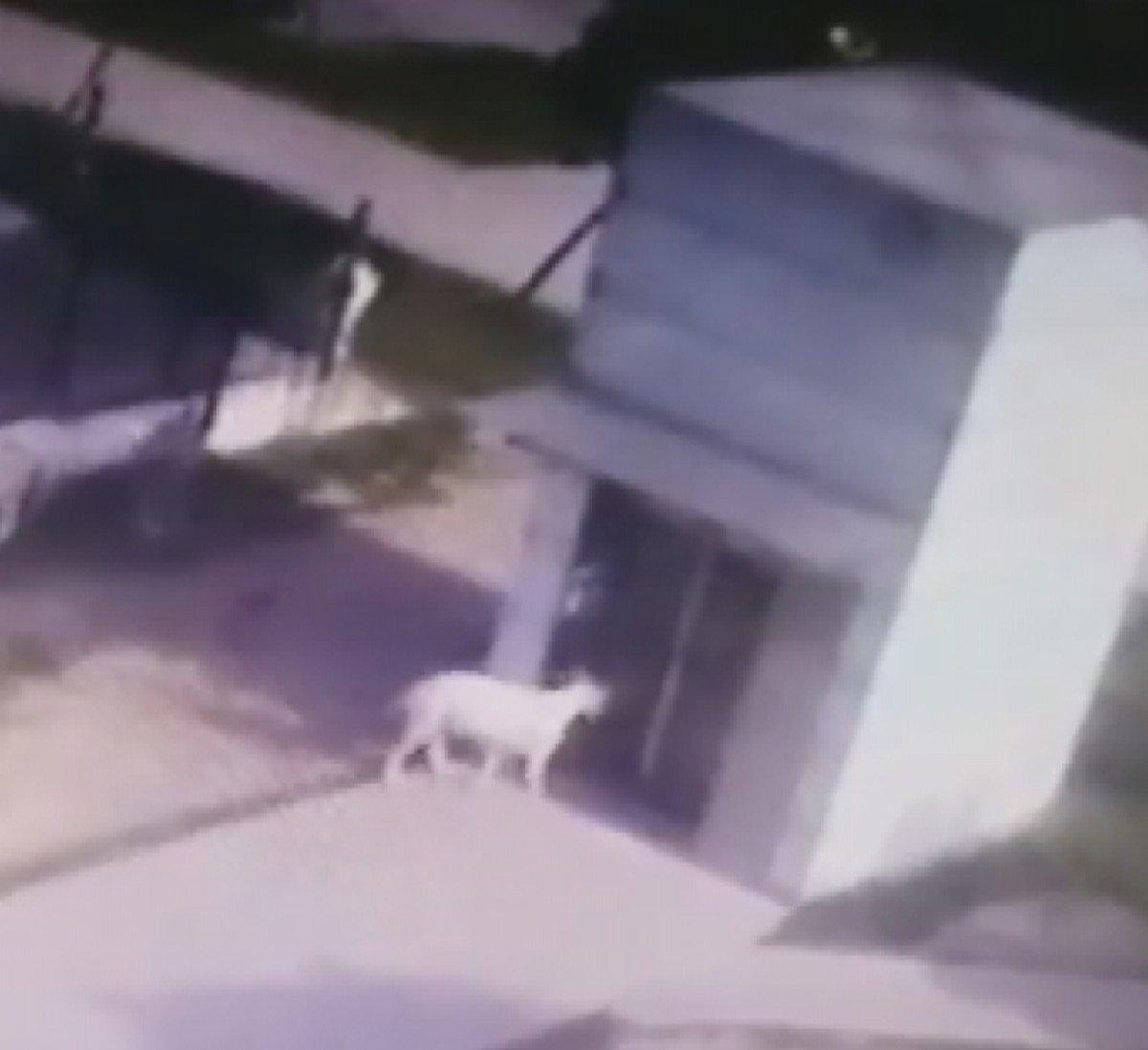 İstanbul'da kendi yansımasını gören keçi camı kırdı