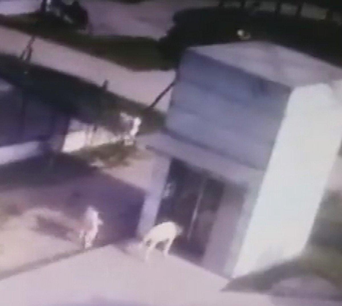 İstanbul'da kendi yansımasını gören keçi camı kırdı