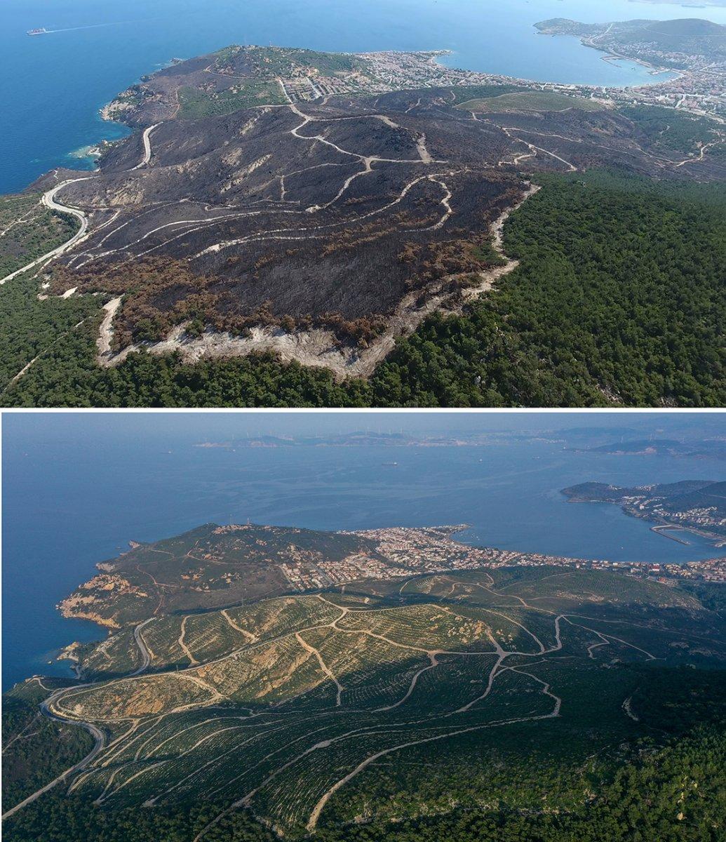 4 yıl önceki yangında küle dönen Foça, yeniden yeşerdi