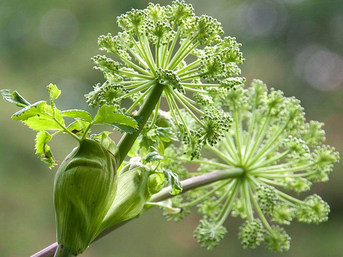Diyabete umut olan Suh bitkisi nedir? Van'ın otlu peynirindeki şifa...