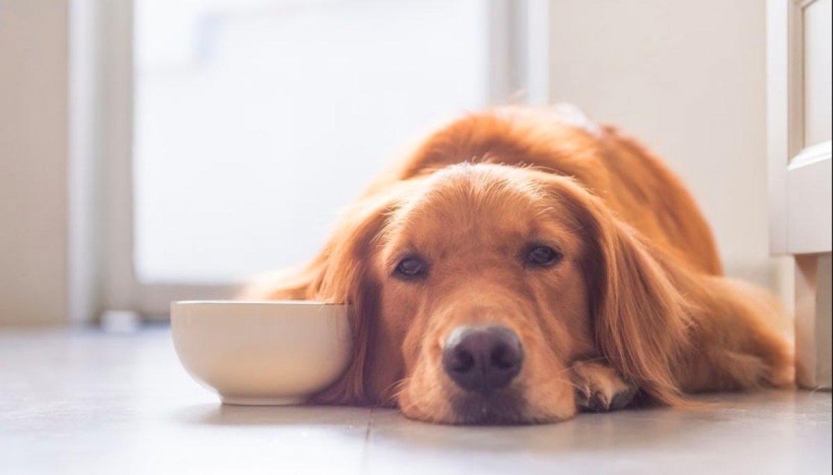 Köpeğinizin hasta olabileceğinin 10 sinyali