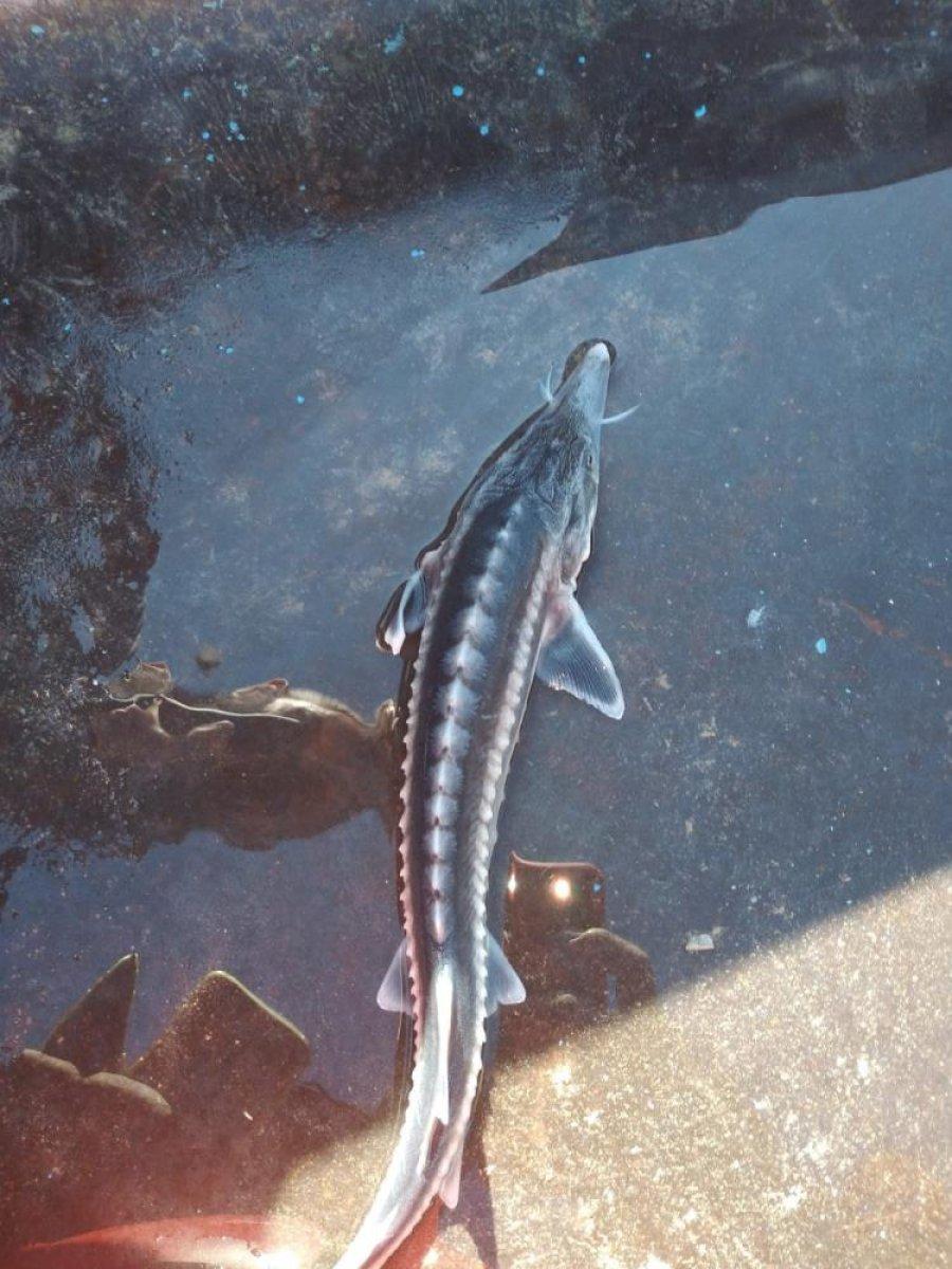 Keban Baraj Gölü’nden Sibirya Mersin balığı çıktı