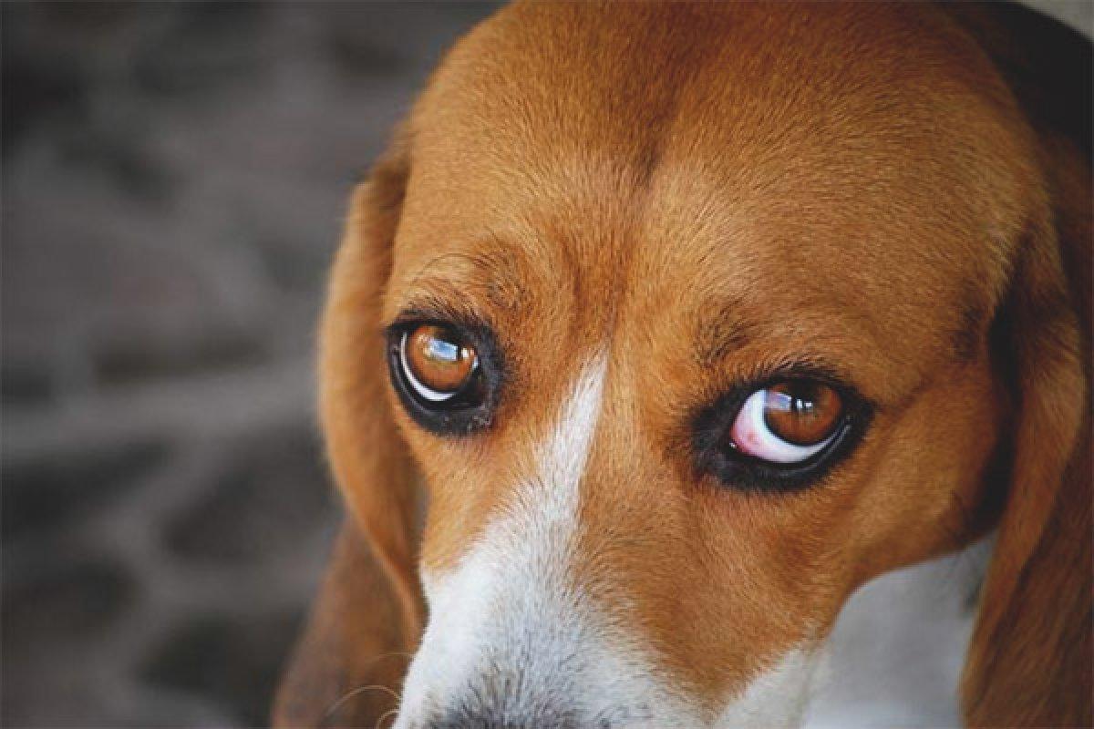 Köpeğinizin hasta olabileceğinin 10 sinyali