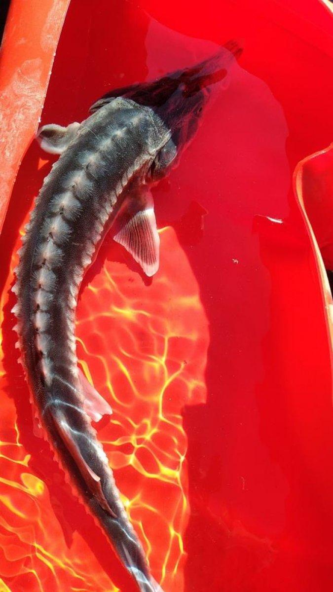 Keban Baraj Gölü’nden Sibirya Mersin balığı çıktı