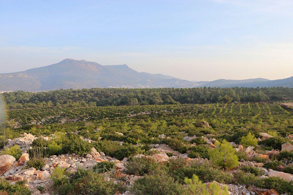 4 yıl önceki yangında küle dönen Foça, yeniden yeşerdi