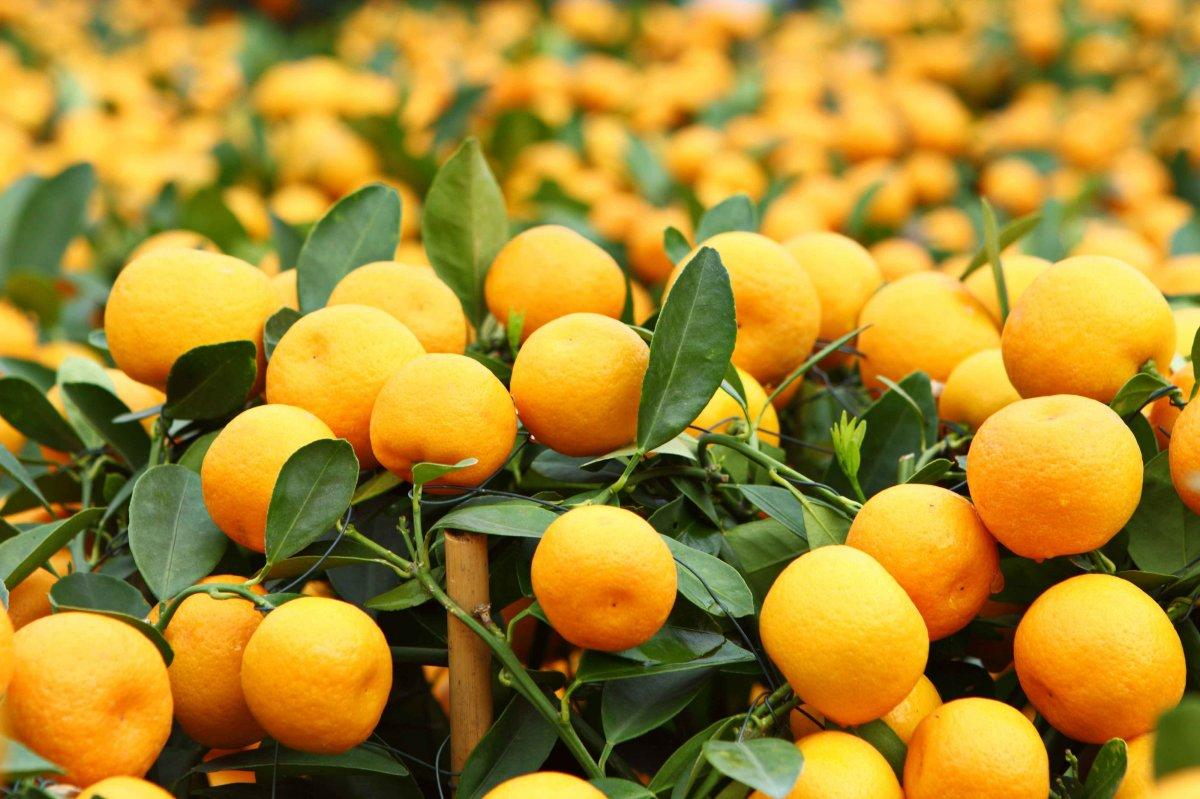 Mandalinanın kanıtlanmış 10 faydası