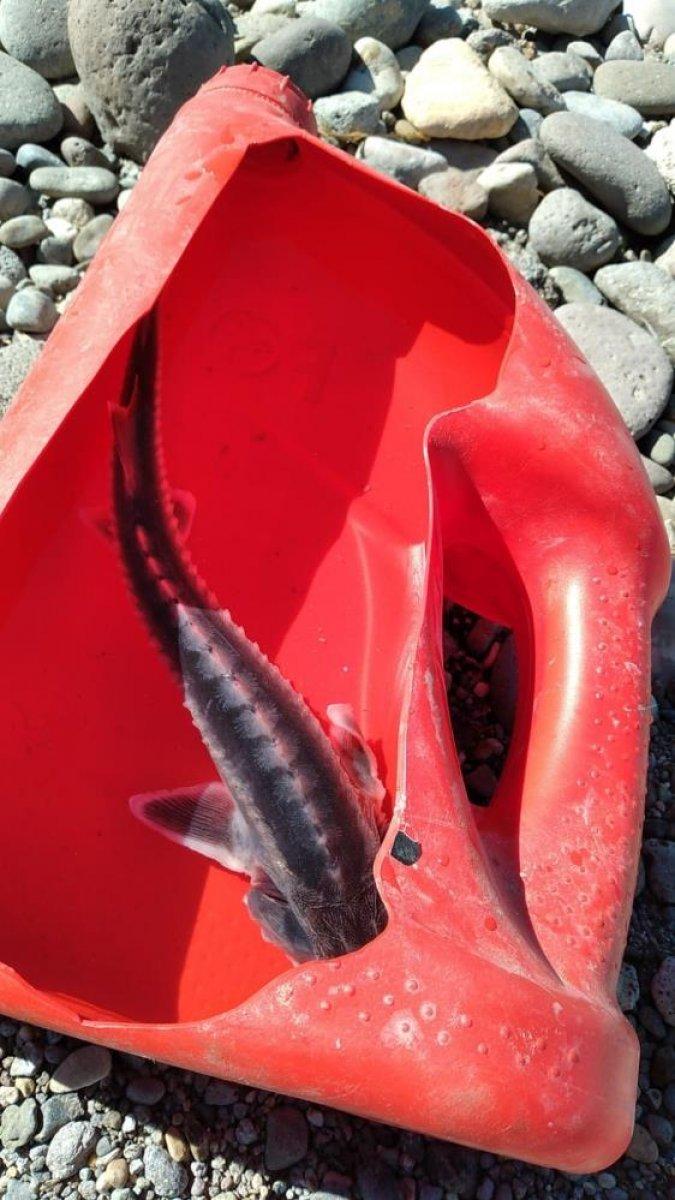 Keban Baraj Gölü’nden Sibirya Mersin balığı çıktı