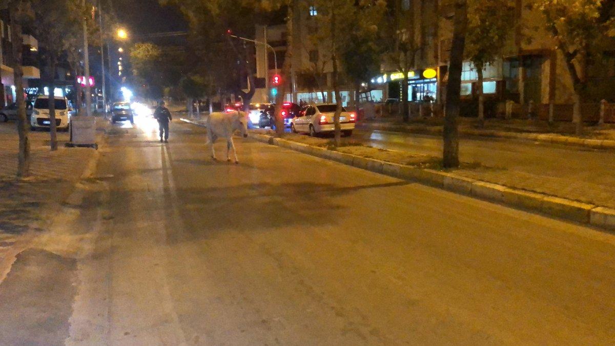 Isparta'da başıboş at, trafiği tehlikeye soktu