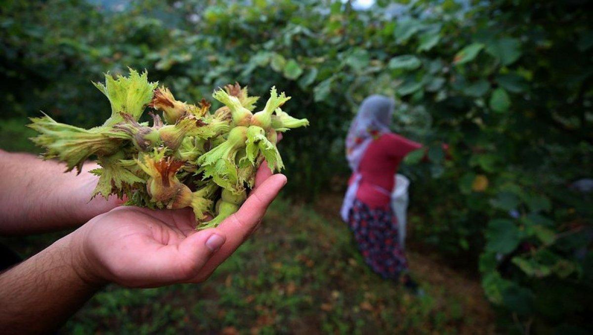 Çiftçilere ödenecek tarımsal destekler