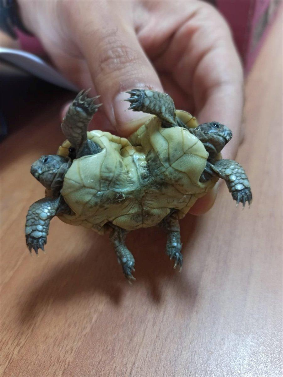 Pamukkale travertenlerinde siyam ikizi kaplumbağa bulundu