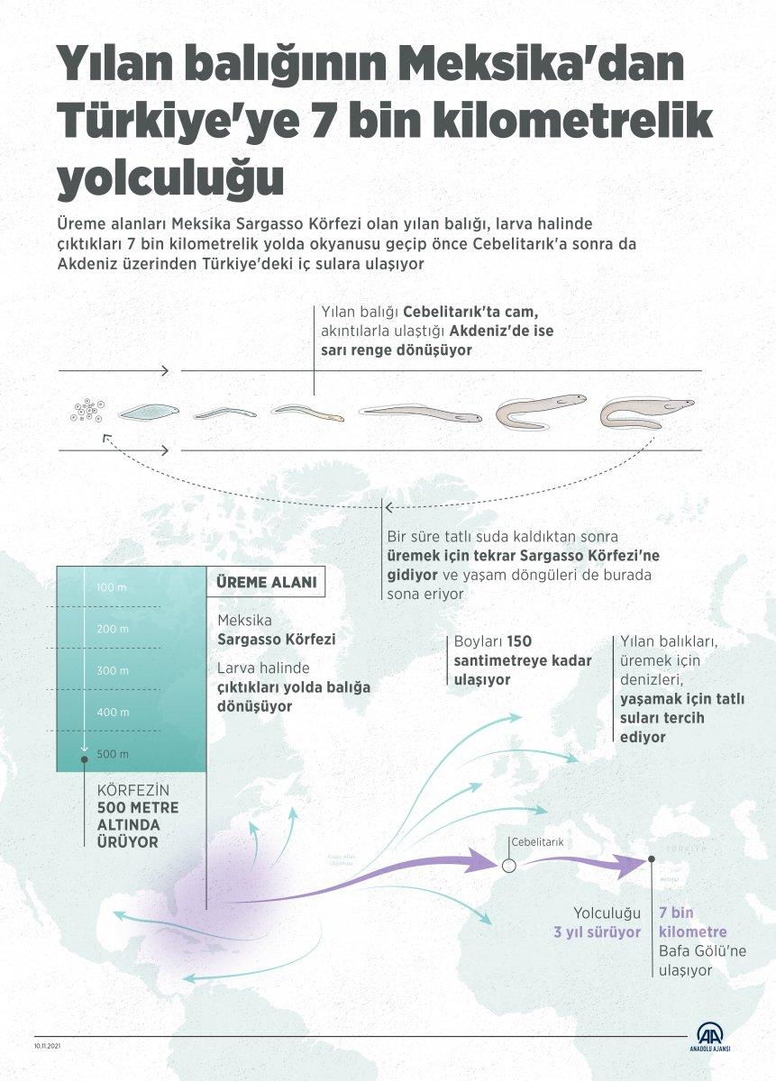 Yılan balığının Meksika'dan Türkiye'ye yolculuğu