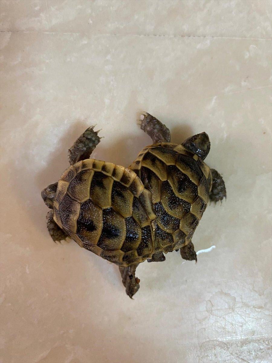 Pamukkale travertenlerinde siyam ikizi kaplumbağa bulundu